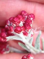 Helichrysum sanguineum