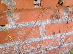 Bromus sterilis
