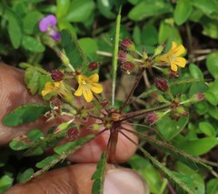 Biophytum sensitivum