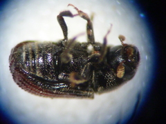Phloeosinus punctatus