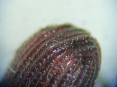 Phloeosinus punctatus