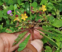 Biophytum sensitivum