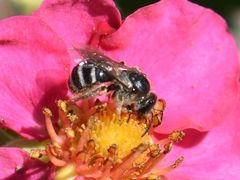 Lasioglossum leucozonium