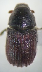 Phloeosinus punctatus