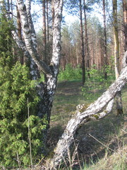 Betula pendula carelica
