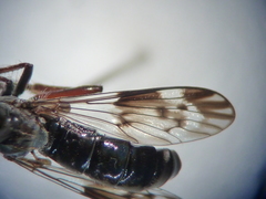 Nicocles
