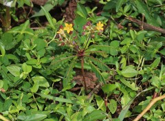 Biophytum sensitivum
