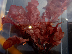 Phycodrys rubens