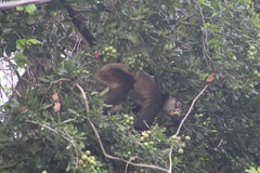 Melicoccus oliviformis