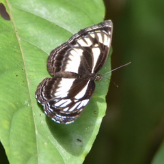 Neptis lermanni