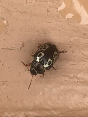 Calligrapha confluens