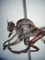 Nicocles