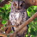 African Scops Owl - Photo (c) Elaine Bester, some rights reserved (CC BY-NC), uploaded by Elaine Bester