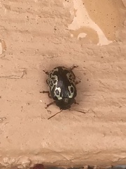 Calligrapha confluens