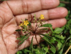 Biophytum sensitivum