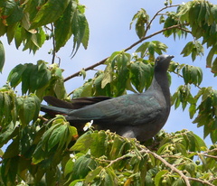 Ducula whartoni