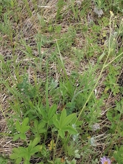 Potentilla chrysantha