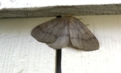 Lambdina pellucidaria