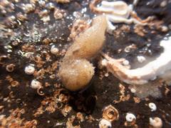 Sycon ciliatum