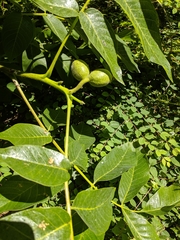 Juglans regia