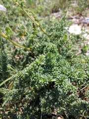 Ferulago galbanifera