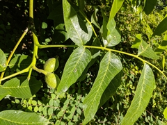 Juglans regia