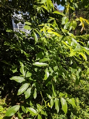 Juglans regia