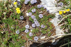 Globularia repens