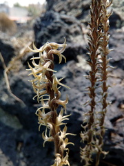 Mesadenus polyanthus