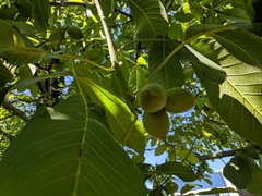 Juglans regia