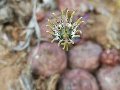Euphorbia globosa