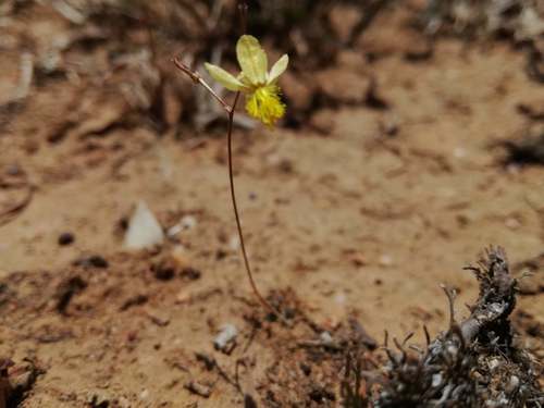 Bulbine inamarxiae