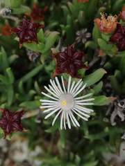 Ruschia recurva