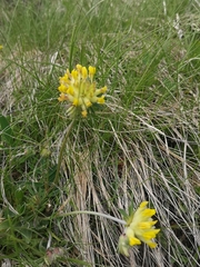 Anthyllis vulneraria