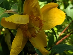 Hypericum ascyron