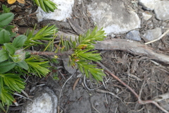 Thymelaea calycina
