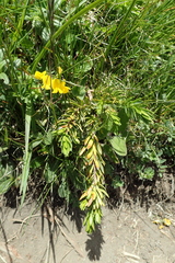 Thymelaea calycina
