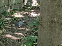 Columba palumbus