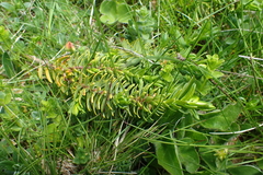 Thymelaea calycina