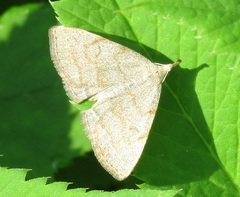 Pechipogo strigilata