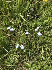 Myosotis alpestris
