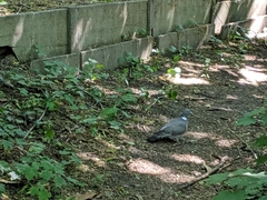 Columba palumbus