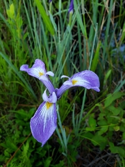 Iris tridentata