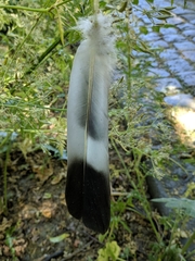 Columba palumbus