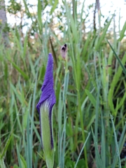 Iris tridentata