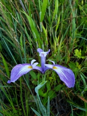 Iris tridentata