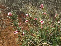 Pachypodium bispinosum