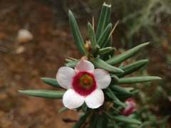 Pachypodium bispinosum