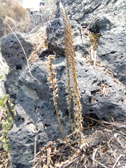 Mesadenus polyanthus