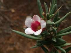 Pachypodium bispinosum